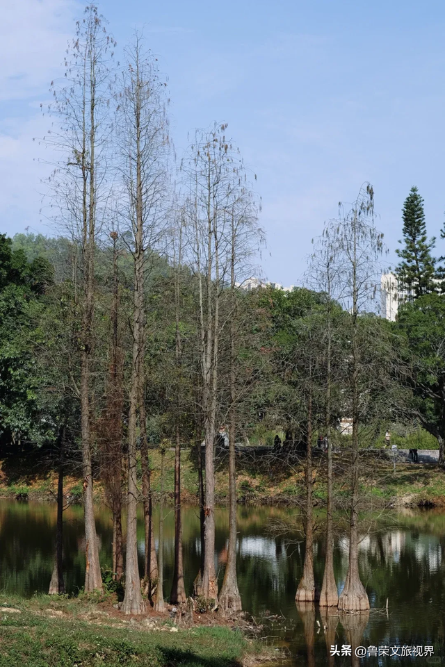 隐匿在广东的冬日秘境：恩平，一座20℃暖冬里的温柔小城