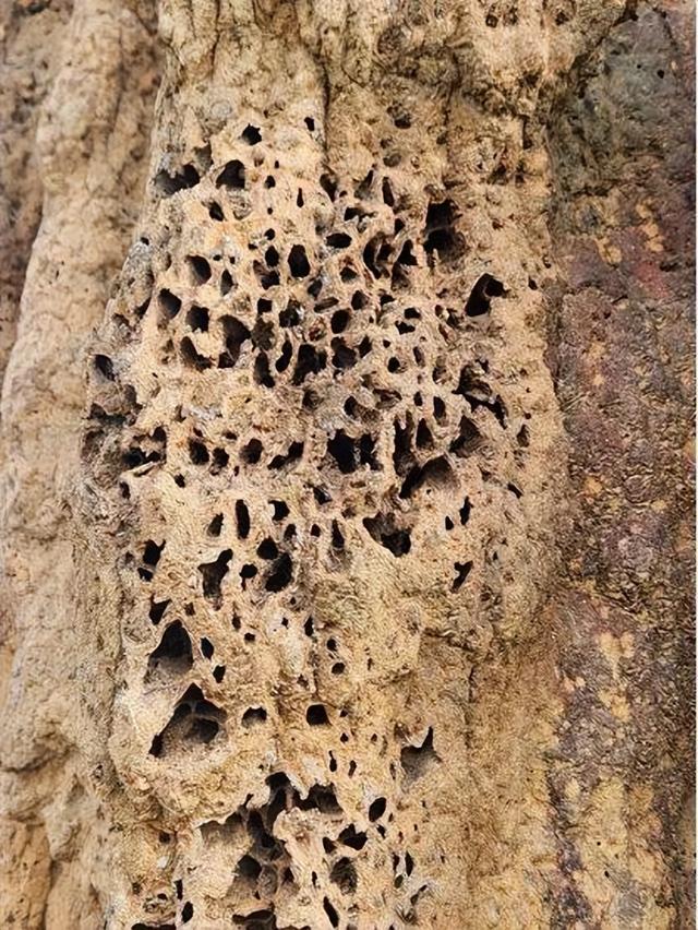 【异域风情】李后强：澳洲的“达尔文金字塔”