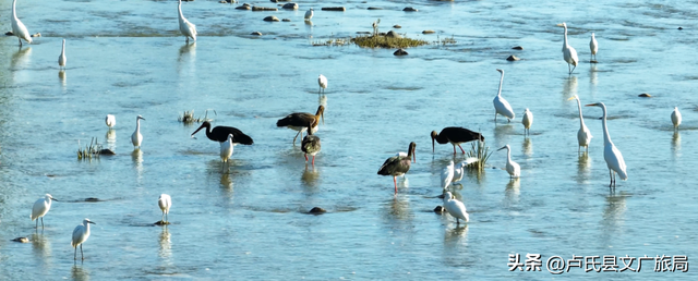 【百鸟翔集】中国最美县域 | 百鸟翔集映林海 生态卢氏邀君赏