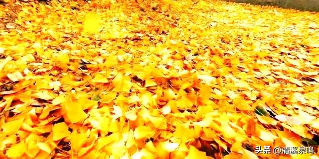 银杏染秋——九峰的金色童话