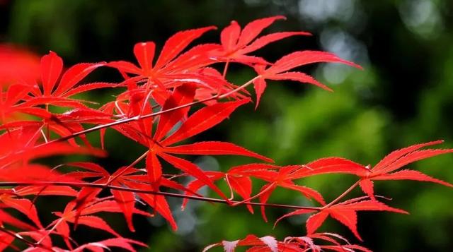 秋日斑斓！接下来的旬阳是这样的~
