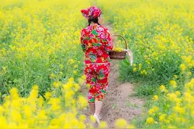 乡村轻喜剧（2025-98）玉兰图片