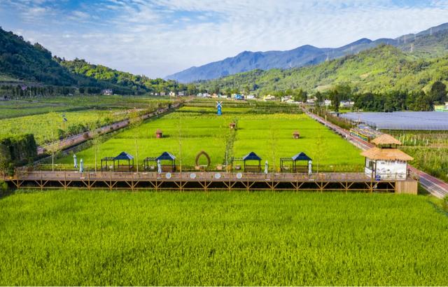 【本草四川・康养天府】融合新篇②丨山水间的康养密码！四川这些地方把本草种进文旅里