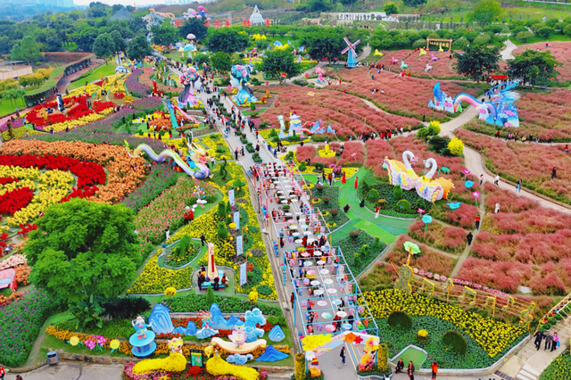 美到失语！15万株菊花，全屏视觉盛宴，3s不心动算我输