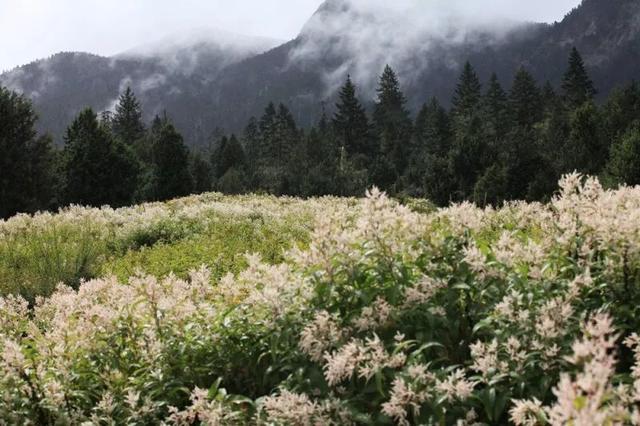 318国道最美小镇！鲁朗堪称神仙居住的地方