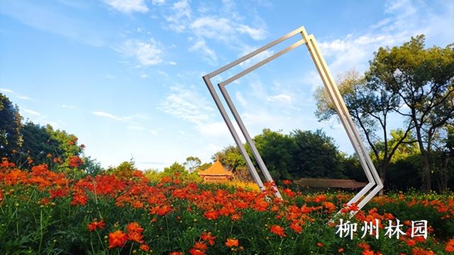 柳州市雀儿山公园4000平方米硫华菊盛放