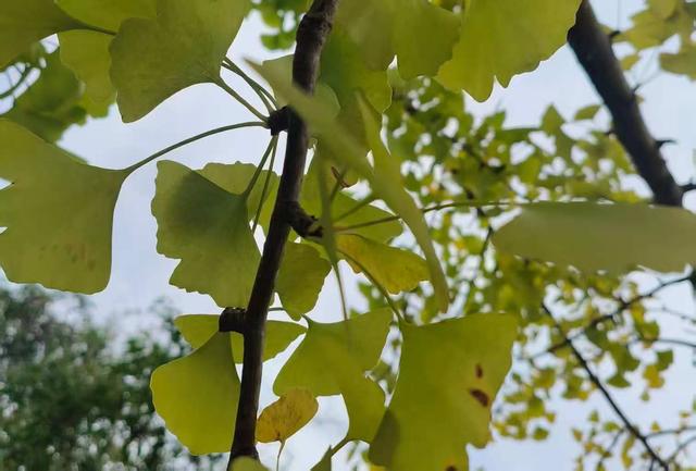 凯里版“黄金大道”将迎来观赏佳期 您的相机准备好了吗