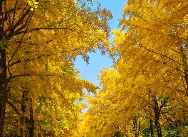 银杏黄金周倒计时！6大秘境+2个宝藏地的终极玩法，错过再等一年