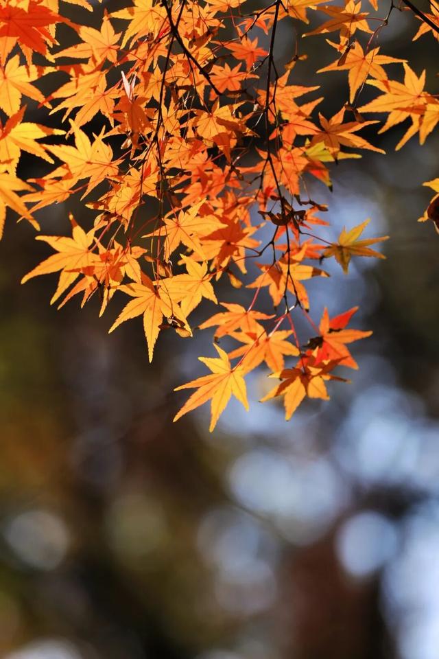 每天早上人气爆棚！就在日照这里！