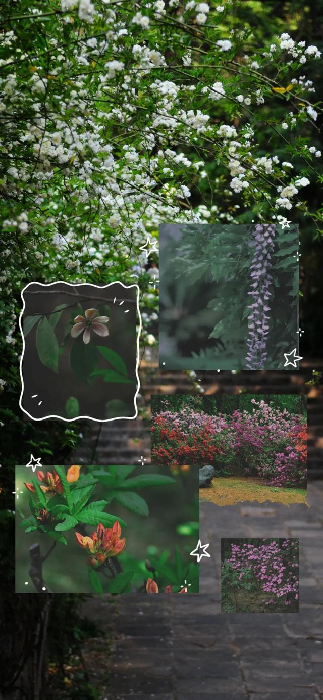 2026年第十届金殿花朝盛会如约而至！