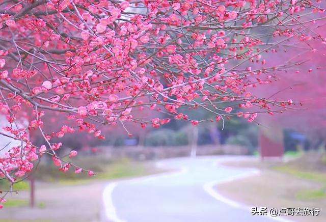 成都郫都区最大面积红梅花开了，粉红花海，非常壮观，不要门票！