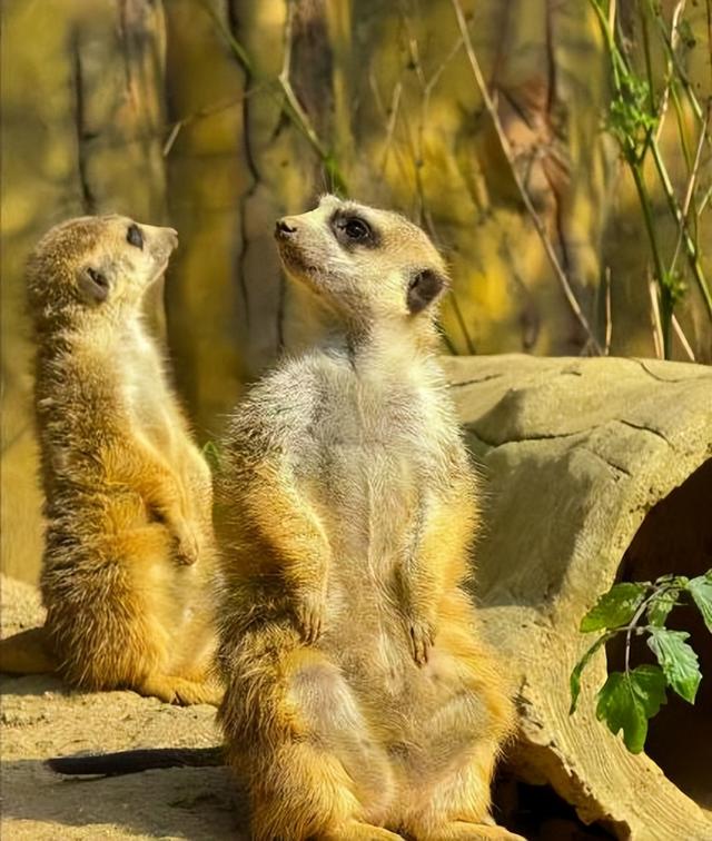 青岛森林野生动物世界“趣・青野 嘻游季”惠民月启幕