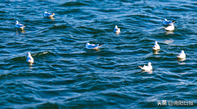 “鸥”耶！现在可以来丹江大观苑看海鸥咯~