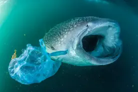 马里亚纳海沟的万米深处，人类最不希望看到的东西，出现了图片