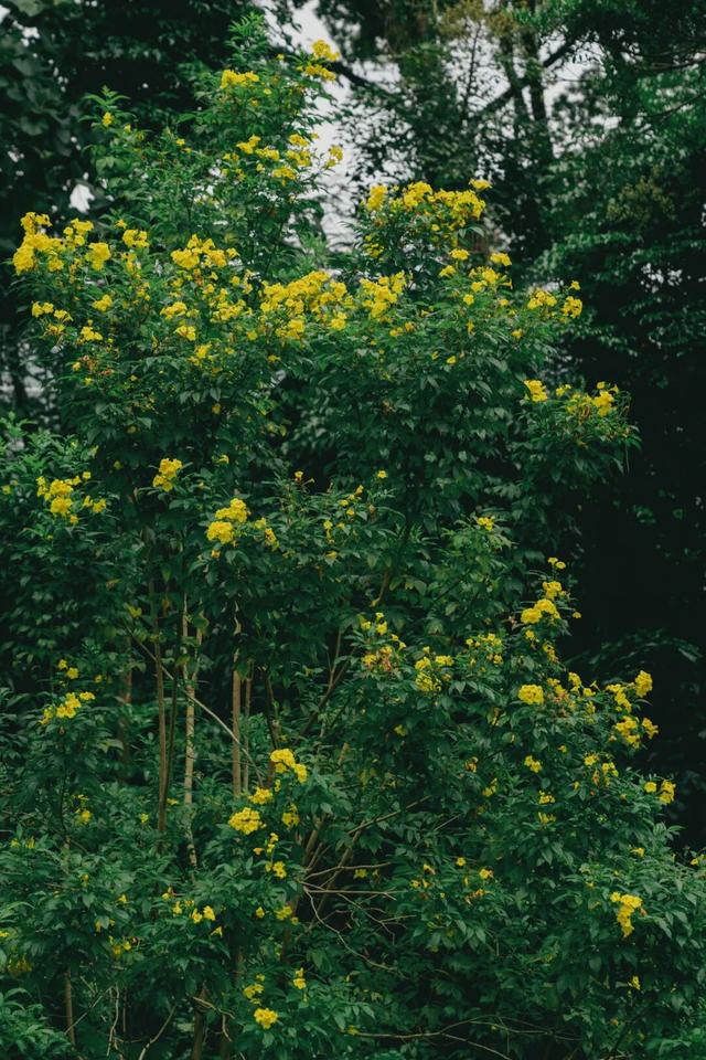深圳秋色上线！这个公园，藏不住了......