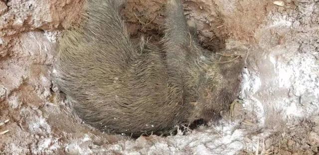 监守自盗! 2024年, 湖北一护林员在山里架980米电网, 冰柜中搜出肢体