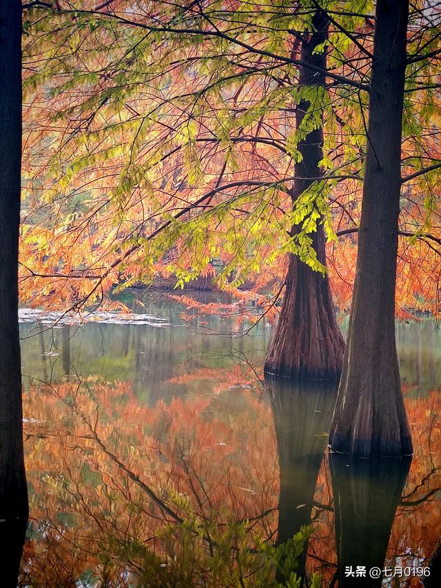 明孝陵探秘之燕雀湖邂逅落羽杉