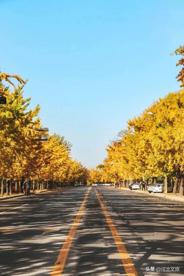 收藏！秦皇岛“银杏观赏地图”出炉，这八处胜地解锁璀璨深秋~