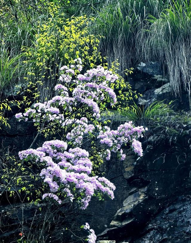 这不是神农架，是江西马头山国家自然保护区