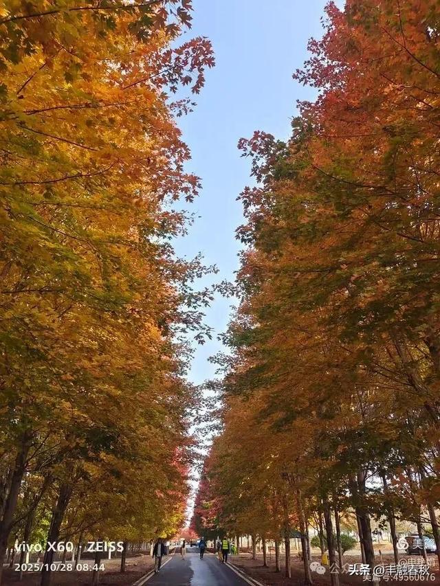 丹枫映秋,枫彩满楼|申艳娟