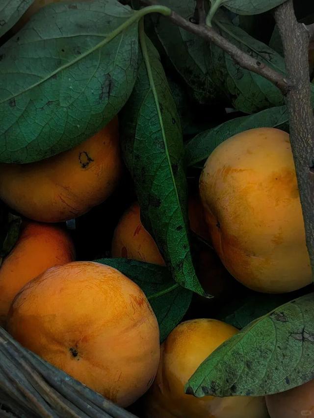 就这一口柿子，盼到冬天了！