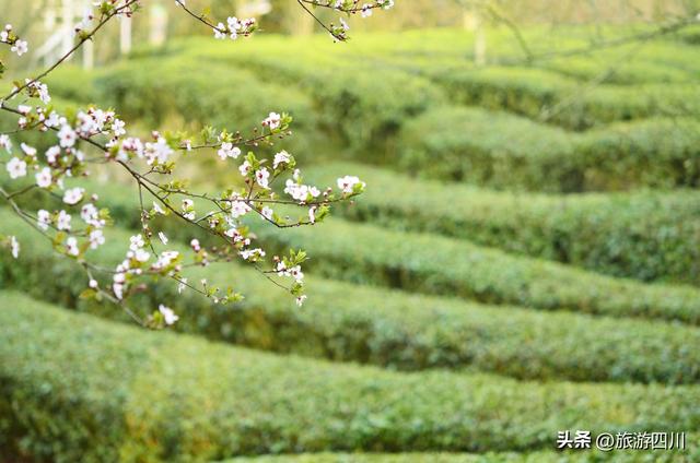 峨眉春晓 雪芽知——峨眉雪芽第六届开园采新节盛大举行