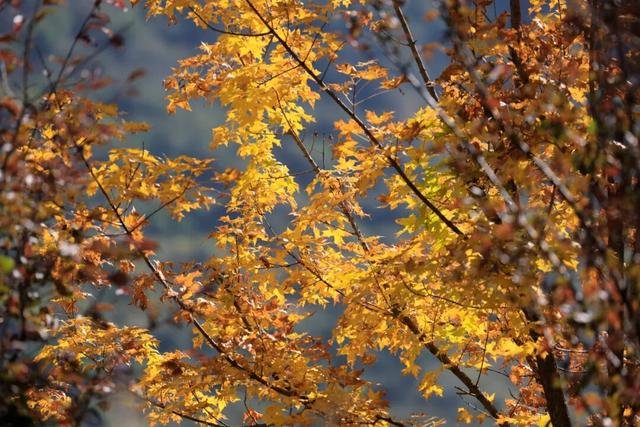 藏在武都的深秋秘境！