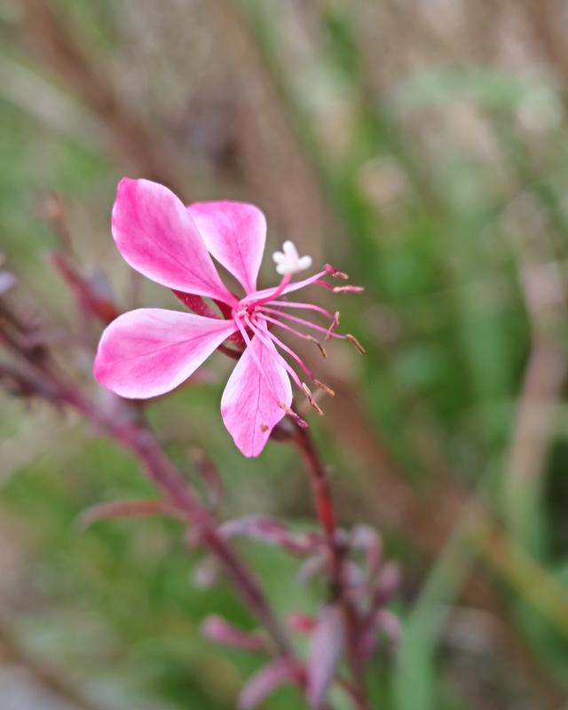 繁花似锦的秋天