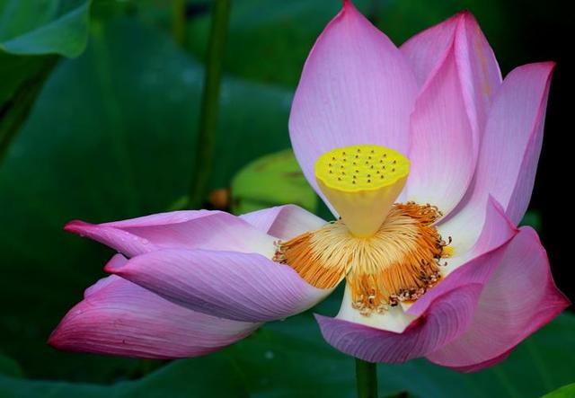 头条爆文《夫妻最好的相处：不是搭伙过日子，而是并肩闯人间》