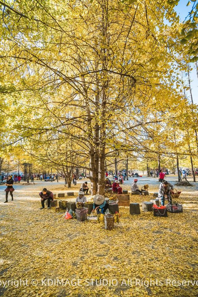 我愿称腾冲为秋季的天花板!银杏、温泉、古镇,来过的人都不想走