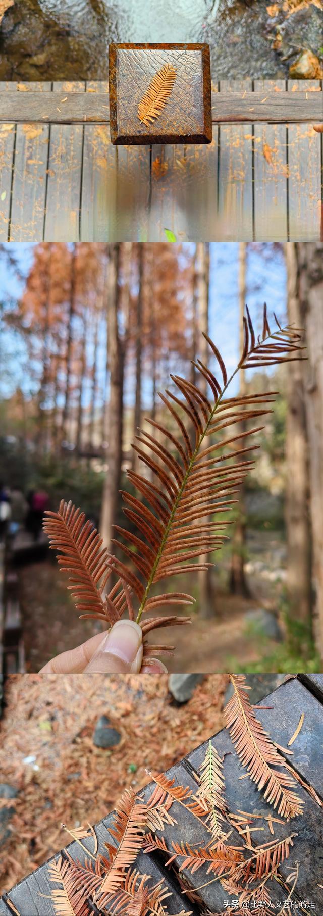 北京：焦糖色的秋日正当时，还有美味素食+直达专列，走啦！
