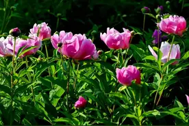 “芍药吸阴，不适合阳宅”，养芍药不吉利？是迷信还是有科学依据图片