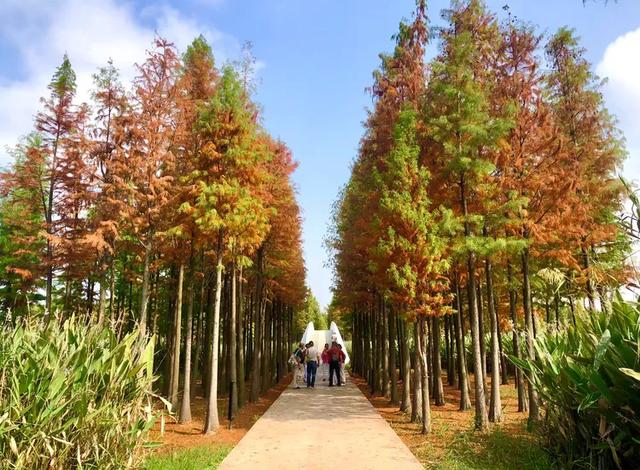 秋色斑斓美如画