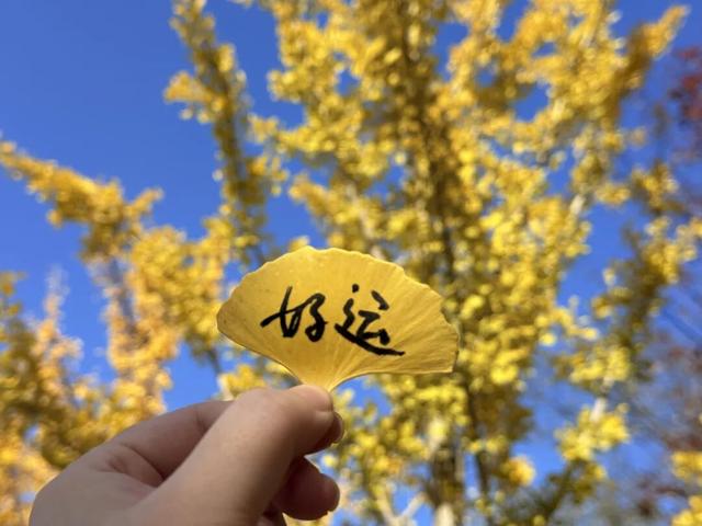 快来如皋打卡，错过就要等一年了🤩🤩🤩