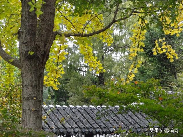 秋色“进度条”加载中，狼山森林公园赏秋点等你来打卡→