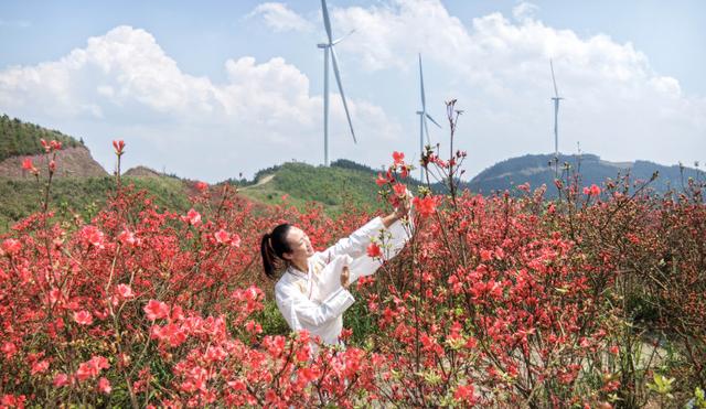 桂林灵川：500余亩杜鹃花海迎春绽放