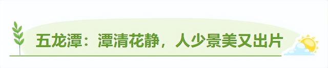 济南的春天，从一抹金黄开始！