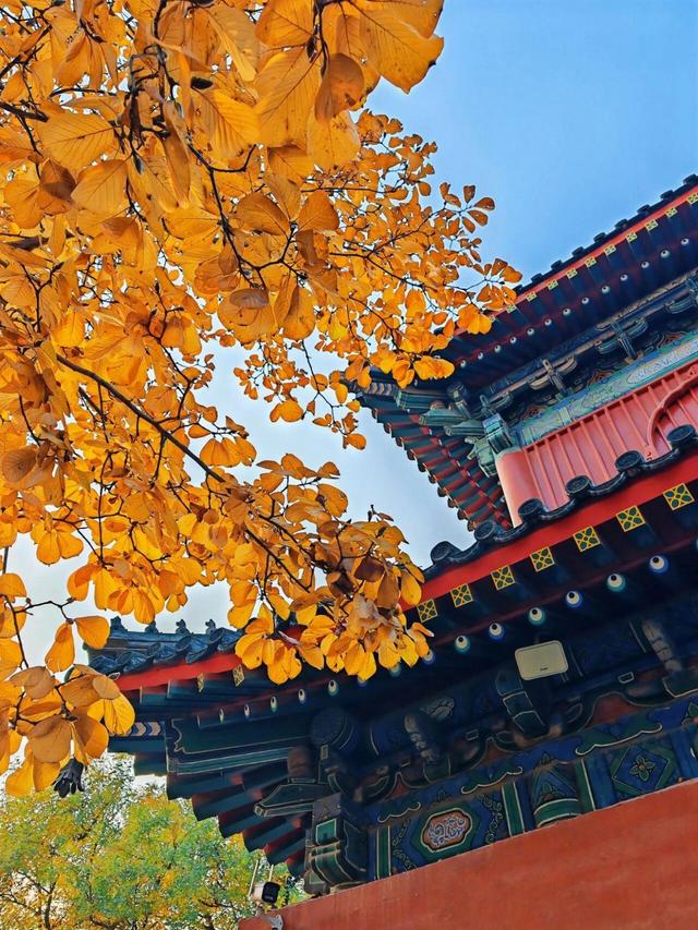 出片率100%！是时候来“京西小故宫”，邂逅一抹银杏黄