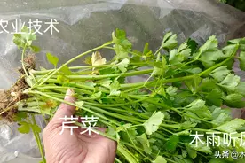 芹菜怎样施肥才能长得肥嫩健壮？芹菜四类肥料的施肥方法图片