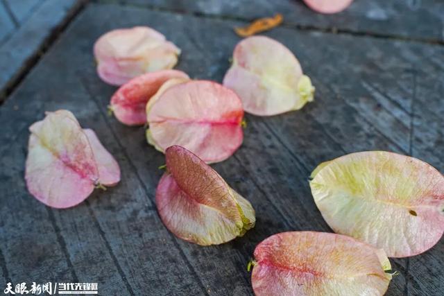 遵义街头的美景刷屏了！到底是“花”还是“果”？
