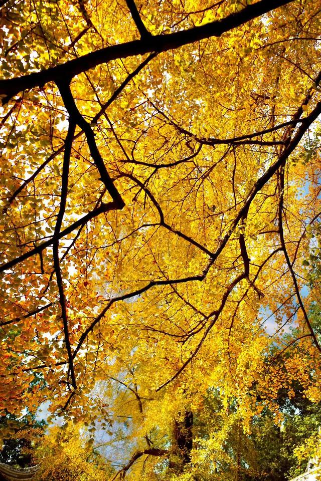 草堂银杏季 | 老枝诗未全,园中金将成