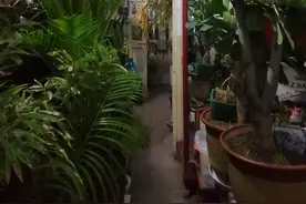 古稀老人乐享“花花世界”图片