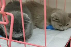 庆大对付猫瘟，了解了猫瘟是什么以后，才知道这谎言不堪一击图片