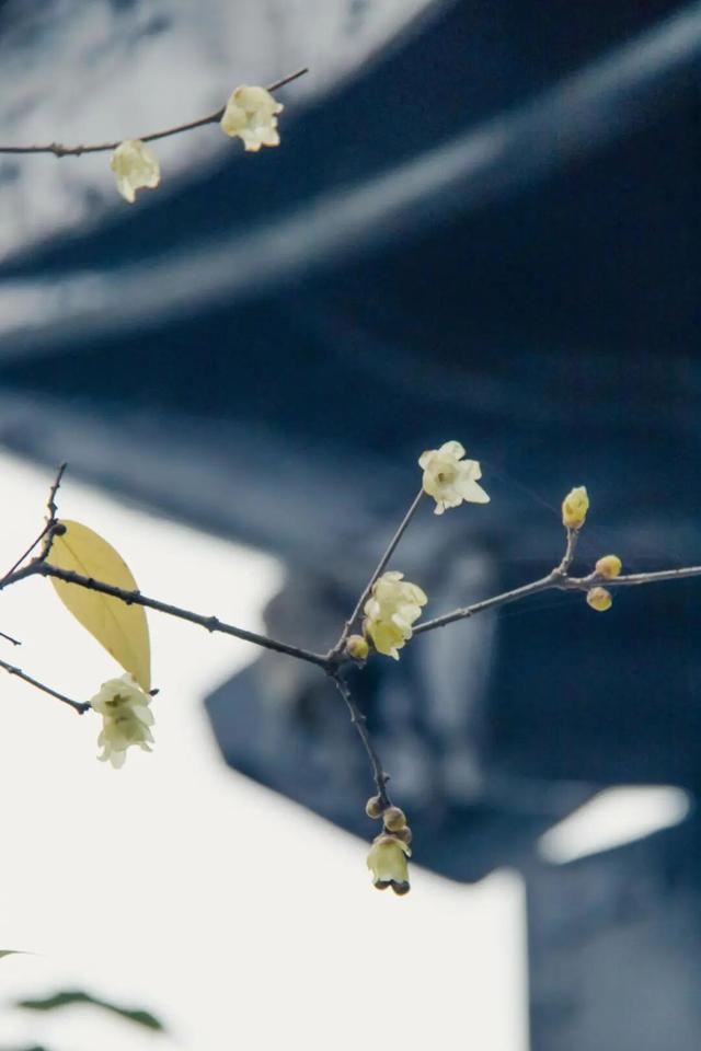 元旦迎最佳观赏期！重庆这里的腊梅开始飘香→