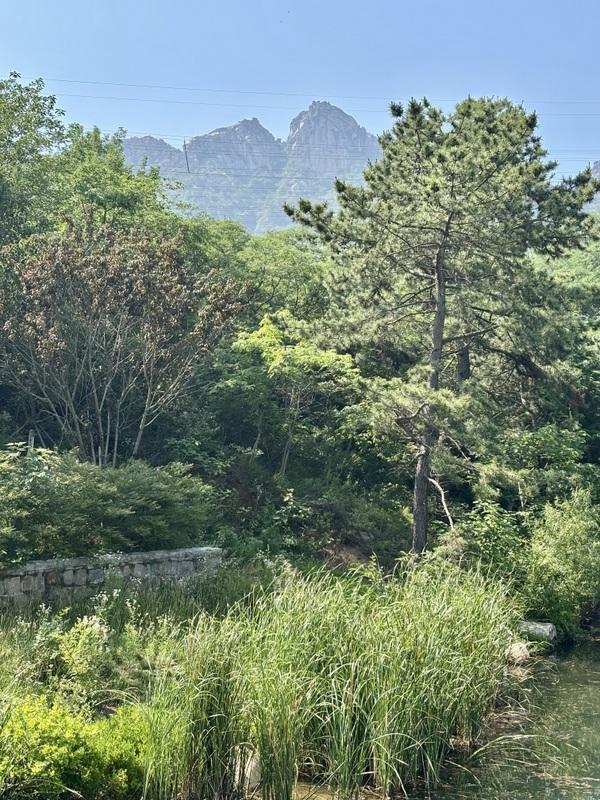 一座藏在青岛主城区内的森林氧吧