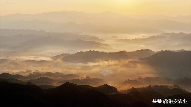 广西融安：朝霞晨雾绘山村美景