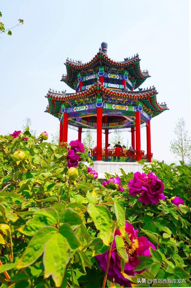 免费送票!西海岸这片牡丹花海惊艳全城