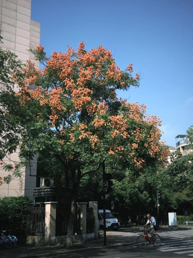 美翻了！这是接下来的上城……