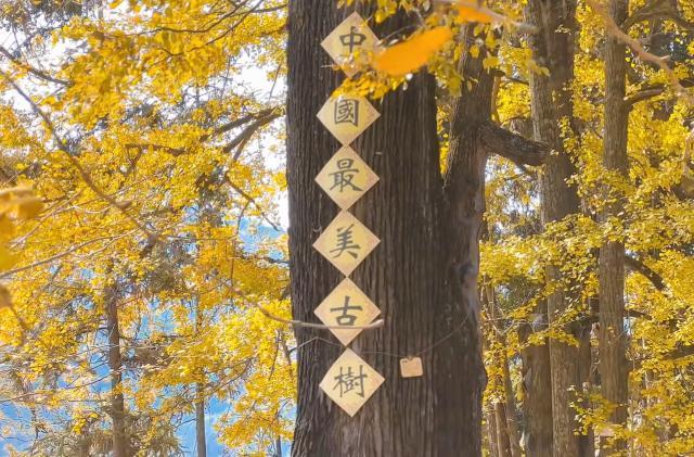 谁说广东没有秋天？这个“岭南银杏之乡”，轻松邂逅秋日浪漫