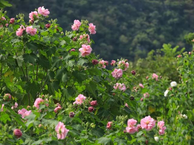 木芙蓉盛放！快到肇庆七星岩邂逅粉色浪漫~